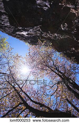 Cherry blossoms View Large Photo Image Stock Image - Cherry blossoms. Fotosearch