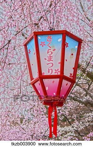 Cherry blossoms View Large Photo Image Stock Image - Cherry blossoms. Fotosearch
