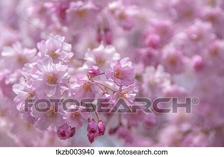Cherry blossoms View Large Photo Image Stock Image - Cherry blossoms. Fotosearch