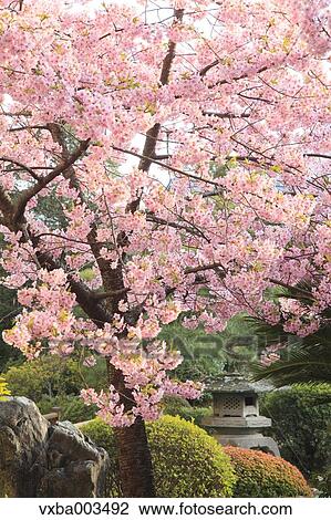 Stock Image - Cherry blossoms. Fotosearch