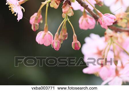 Stock Image - Cherry blossoms. Fotosearch