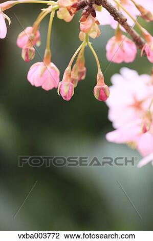Cherry blossoms View Large Photo Image Stock Image - Cherry blossoms. Fotosearch