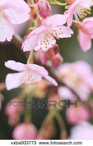 Cherry blossoms View Large Photo Image Stock Image - Cherry blossoms. Fotosearch
