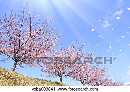 Stock Image - Cherry blossoms. Fotosearch