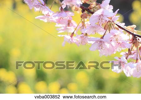 Stock Image - Cherry blossoms. Fotosearch