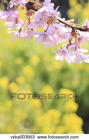 Cherry blossoms View Large Photo Image Stock Image - Cherry blossoms. Fotosearch