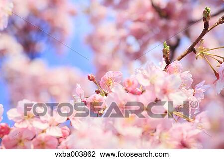 Stock Image - Cherry blossoms. Fotosearch