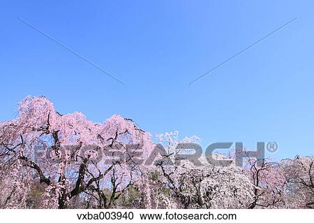 Cherry blossoms View Large Photo Image Stock Image - Cherry blossoms. Fotosearch