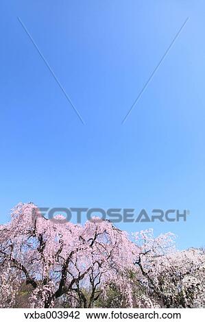 Cherry blossoms View Large Photo Image Stock Image - Cherry blossoms. Fotosearch