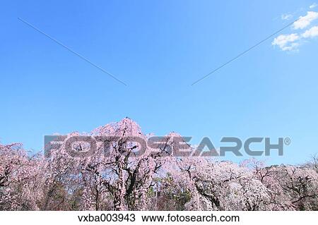 Cherry blossoms View Large Photo Image Stock Image - Cherry blossoms. Fotosearch