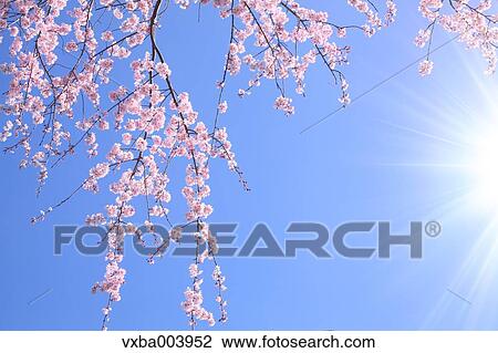 Stock Image - Cherry blossoms. Fotosearch