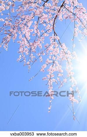Cherry blossoms View Large Photo Image Stock Image - Cherry blossoms. Fotosearch
