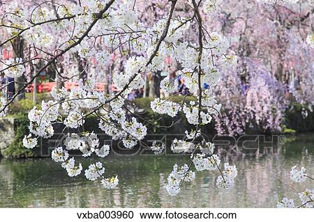 Cherry blossoms View Large Photo Image Stock Image - Cherry blossoms. Fotosearch
