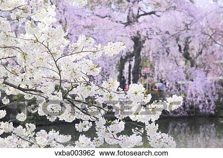 Cherry blossoms View Large Photo Image Stock Image - Cherry blossoms. Fotosearch