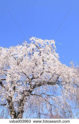Cherry blossoms View Large Photo Image Stock Image - Cherry blossoms. Fotosearch
