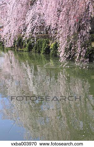 Cherry blossoms View Large Photo Image Stock Image - Cherry blossoms. Fotosearch