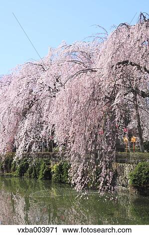 Cherry blossoms View Large Photo Image Stock Image - Cherry blossoms. Fotosearch