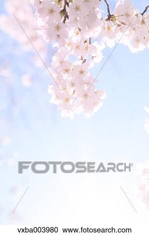 Stock Image - Cherry blossoms. Fotosearch