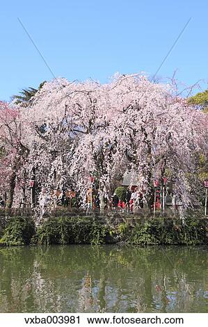 Cherry blossoms View Large Photo Image Stock Image - Cherry blossoms. Fotosearch