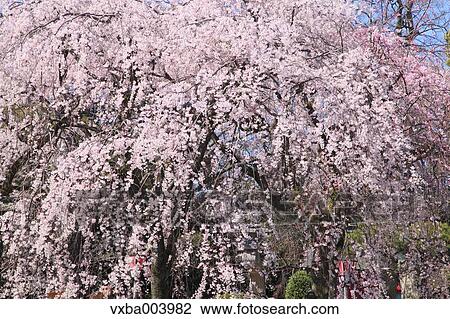 Cherry blossoms View Large Photo Image Stock Image - Cherry blossoms. Fotosearch