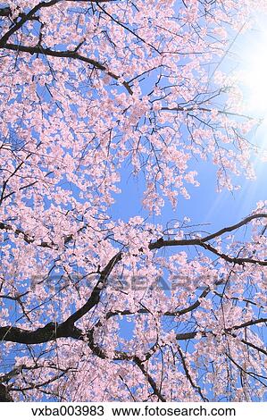 Cherry blossoms View Large Photo Image Stock Image - Cherry blossoms. Fotosearch
