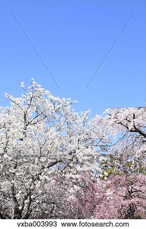 Cherry blossoms View Large Photo Image Stock Image - Cherry blossoms. Fotosearch