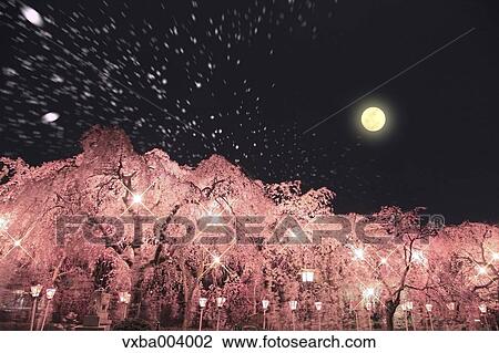 Cherry blossoms View Large Photo Image Stock Image - Cherry blossoms. Fotosearch