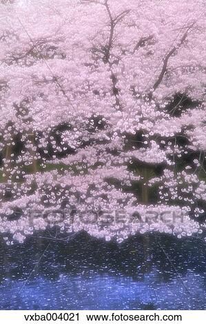 Cherry blossoms View Large Photo Image Stock Image - Cherry blossoms. Fotosearch