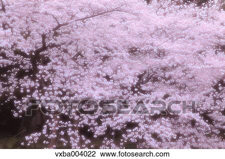 Cherry blossoms View Large Photo Image Stock Image - Cherry blossoms. Fotosearch