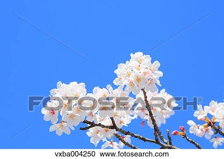 Cherry blossoms View Large Photo Image Stock Image - Cherry blossoms. Fotosearch