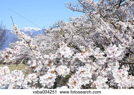 Cherry blossoms View Large Photo Image Stock Image - Cherry blossoms. Fotosearch