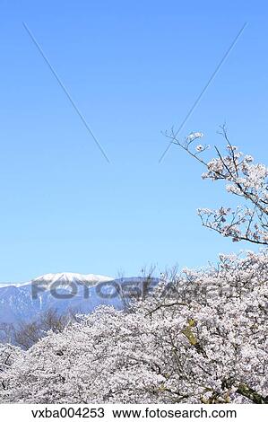 Cherry blossoms View Large Photo Image Stock Image - Cherry blossoms. Fotosearch