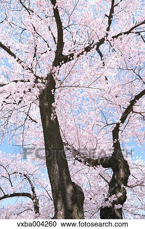 Cherry blossoms View Large Photo Image Stock Image - Cherry blossoms. Fotosearch