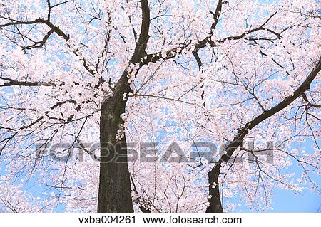 Stock Image - Cherry blossoms. Fotosearch