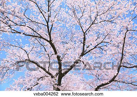 Stock Image - Cherry blossoms. Fotosearch