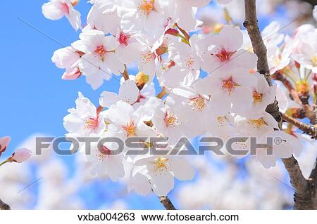 Stock Image - Cherry blossoms. Fotosearch
