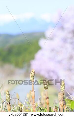 Cherry blossoms View Large Photo Image Stock Image - Cherry blossoms. Fotosearch