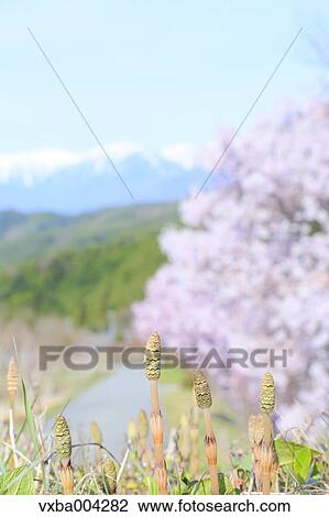 Cherry blossoms View Large Photo Image Stock Image - Cherry blossoms. Fotosearch