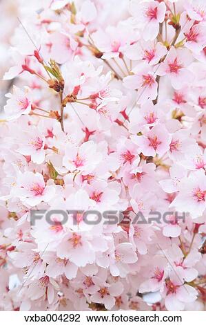Stock Image - Cherry blossoms. Fotosearch