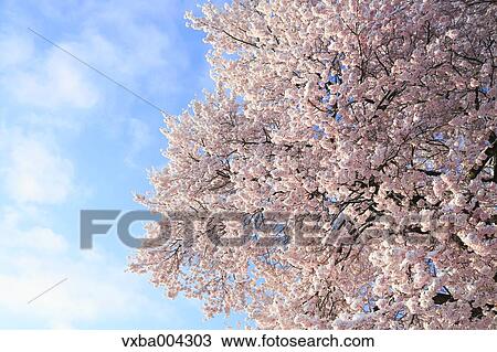 Cherry blossoms View Large Photo Image Stock Image - Cherry blossoms. Fotosearch