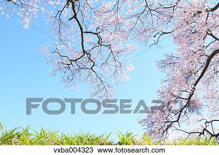 Cherry blossoms View Large Photo Image Stock Image - Cherry blossoms. Fotosearch