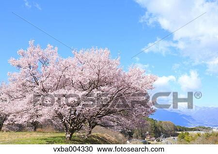 Stock Image - Cherry blossoms. Fotosearch