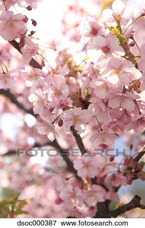 Cherry blossoms View Large Photo Image Stock Photo - Cherry blossoms. Fotosearch