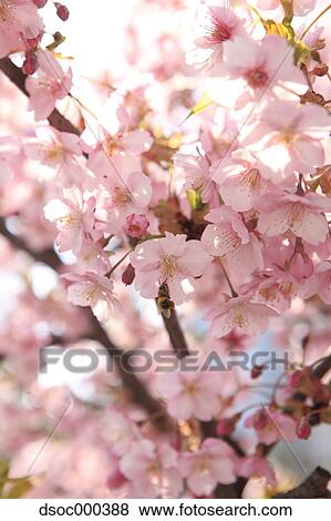 Cherry blossoms View Large Photo Image Stock Photo - Cherry blossoms. Fotosearch