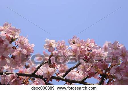 Cherry blossoms View Large Photo Image Stock Photo - Cherry blossoms. Fotosearch