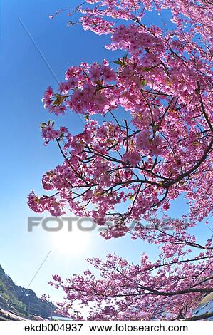 Stock Photo - Cherry blossoms. Fotosearch