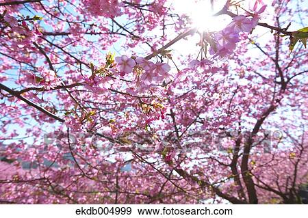 Cherry blossoms View Large Photo Image Stock Photo - Cherry blossoms. Fotosearch