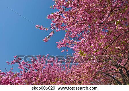 Cherry blossoms View Large Photo Image Stock Photo - Cherry blossoms. Fotosearch