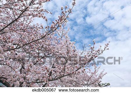 Cherry blossoms View Large Photo Image Stock Photo - Cherry blossoms. Fotosearch