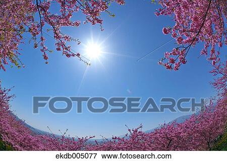 Cherry blossoms View Large Photo Image Stock Photo - Cherry blossoms. Fotosearch